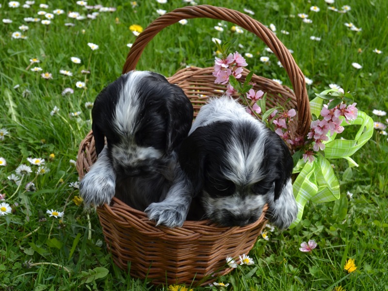 47 - Laky, Lady Abigail.JPG